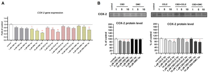 The effect of the liposomes loaded with CBD, DMC, CELE, and their combinations on the COX-2 mRNA expression (A) and the cytosolic COX-2 protein level (B) in U-138 MG cells after 24 h incubation. Data (mean ± SEM) from two separate experiments are presented as fold of control, which are defined as 100% for protein expression. Representative immunoblots for the cytosolic COX-2 protein levels are shown. Bands are presented in the same sequence as the corresponding bars in the graph. A single asterisk (*) and double asterisk (**) denote statistical significance relative to the untreated control cells with p < 0.05 and p < 0.01, respectively.