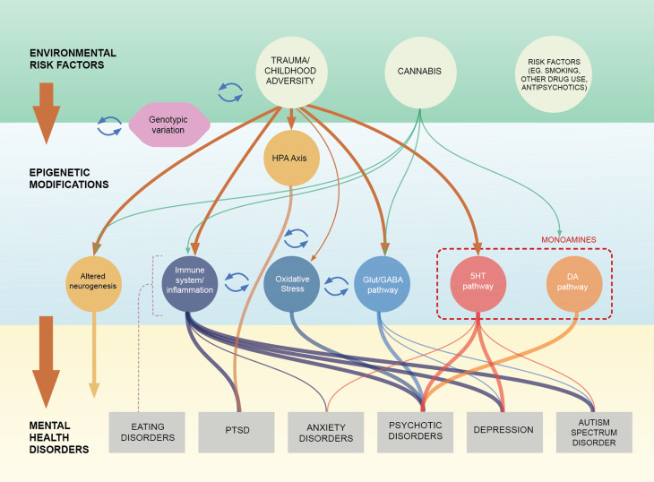 Summary of the evidence on potential pathways linking childhood trauma and cannabis use with psychiatric conditions through DNAm changes.Note: This figure summarises the evidence presented in this review, highlighting the idea that some biological pathways linking environmental risk factors with mental health disorders via epigenetic changed in the form of DNAm are transdiagnostics (e.g immune system/inflammation) while others seem to be more specific (e.g dopaminergic system). (1) The environmental risk factors row and epigenetic modifications row suggest links between childhood adversity (CA), and Cannabis use (CU) and DNAm changes mapping to biological pathways which are also functionally related (Serotoninergic, Dopaminergic pathways, Glutamatergic & GABAergic pathway, Neurogenesis, Immune system & Inflammation and Oxidative stress). (2)The epigenetic modifications row and mental health disorders row illustrate the evidence, from case–control studies, of an association between DNAm changes in these pathways and the major mental health conditions (Eating Disorders (anorexia nervosa and bulimia nervosa) Post-traumatic stress disorder, Anxiety Disorders, Psychotic Disorder, Bipolar disorders, Depression and Autism Spectrum Disorders). (3) The arrows connecting the three rows show the potential mediating role of DNAm changes linking CA and CU and risk to develop mental health conditions. The thickness of the lines shows the robustness of the evidence reported in the literature review. The items “genotype: and “other risk factors” are added to highlight the influence of genetic factors and environmental confounders in DNAm studies. The dotted line connecting eating disorders with the pathways indicate that literature was limited and mixed not allowing to draw clear links with the pathways.