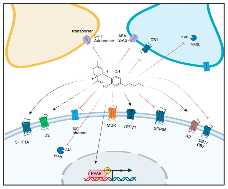 CBD molecular targets. CBD can target different molecules in the brain, including membrane (CB1, CB2, TRPV1 and GPR55) and nuclear (PPARy) receptors, enzymes and transporters, thereby regulating the neurochemical milieu and transcription in different ways [42]. Lines represent the mechanism of action: red lines = inhibitor/antagonist; dashed red lines = negative allosteric modulation; dark lines = agonist; dashed black lines = partial agonist. D2: dopamine-2 receptor; MOR: mu-opioid receptor; A2: adenosine-2 receptor.
