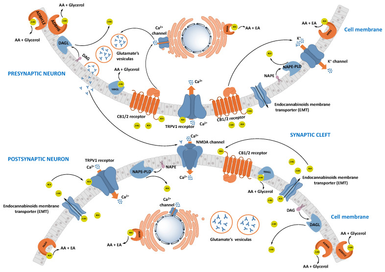 Retrograde signaling of ECS in a Glutamatergic synapse. Anandamide (AEA) and 2-arachidonoylglycerol (2-AG) are synthesized on demand in the postsynaptic neuron following an increment of Ca2+ concentration. AEA is synthesized starting from the membrane lipid N-acylphosphatidylethanolamine (NAPE) by N-acyl-phosphatidylethanolamine-hydrolyzing phospholipase D (NAPE-PLD) activity, while diacylglycerol lipase (DAGL) converts the diacylglycerol (DAG) in 2-AG. AEA and 2-AG move across the cell membrane through a purported endocannabinoid membrane transporter (EMT). Cannabinoid receptor type 1/2 (CB1/2) and transient receptor potential vanilloid 1 (TRPV1), are the main receptor targets of AEA and 2-AG on the presynaptic neuron. Activation of CB1/2 receptors triggers the Ca2+-mediated release of glutamate, in the presynaptic neuron, with subsequent activation of NMDA receptors in the postsynaptic neuron. Moreover, the transduction pathway of CB1/2-mediated determines the K+ efflux which opposes the depolarization in the presynaptic neuron. AEA is hydrolyzed by FAAH enzyme while in the 2-AG catabolism are involved MAGL, ADBH6, and ADBH12 enzymes. The outcome of this process is the inhibition of glutamatergic activity. Moreover, eCB signaling can also proceed by a non-retrograde mechanism, in which AEA and 2-AG active CB1 receptors or TRPV1 channel on the postsynaptic neurons.