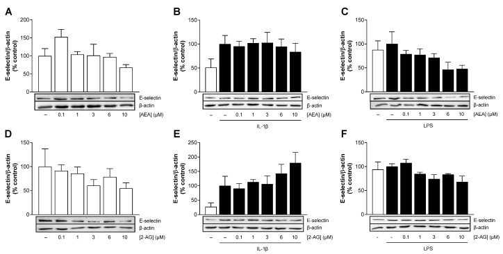 Effect of AEA (A–C) or 2-AG (D–F) on basal, IL-1β- or LPS-mediated protein expression of E-selectin in HCAEC. Cells were incubated with 10 ng/mL IL-1β or its vehicle and the indicated concentrations of AEA or 2-AG or its vehicle for 24 h. For analysis under LPS conditions, cells were preincubated with increasing concentrations of AEA or 2-AG or its vehicle for 1 h and then coincubated with 1 µg/mL LPS or vehicle for 24 h. Cells treated with vehicle (A,D) or IL-1β (B,E) or LPS (C,F) alone were used as control and set as 100%. Data are presented as means ± SEM of n = 3 (A,C,E,F) or n = 4 (B,D) independent experiments. Statistical significance for endocannabinoid or IL-1β/LPS effects were excluded using one-way ANOVA plus Dunnett (A,D) or Bonferroni post hoc test (B,C,E,F).
