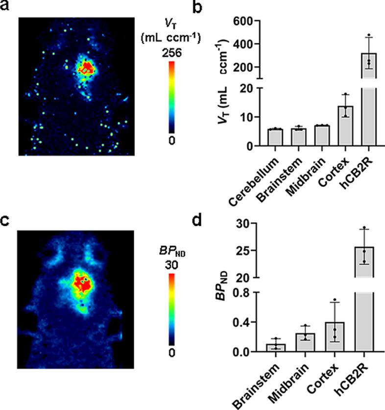 Estimation of the total volume distribution VT and the binding potential BPND of [18F]JHU94620-d8 in the brain of rats with a local overexpression of the hCB2R(D80N) in the right hemisphere. a exemplary parametric VT map in mL ccm−1 (two-tissue compartment modelling) of a coronal head plane; b comparison of the VT in different brain regions (n = 3);cexemplary parametric BPND map (SRTM); and d comparison of the BPND in different brain regions (n = 3)