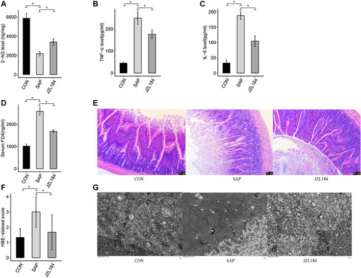 MAGL inhibitor affect intestinal permeability of rats with SAP. (A) 2-AG levels detected in each group. The levels of 2-AG were significantly lower in the SAP group than in the control group (p < 0.05) and JZL184 partially restored 2-AG levels in the SAP group; (B) IL-6 levels detected in each group. The concentrations of IL-6 was higher in the SAP group than in the control group (p < 0.05). JZL184 decreased IL-6 levels; (C) TNF-α levels detected in each group. The concentrations of TNF-α was higher in the SAP group than in the control group (p < 0.05). JZL184 decreased TNF-α levels; (D) FD4 concentrations detected in each group. The FD4 concentration was higher in the SAP group than in the control group (p < 0.05). JZL184 decreased serum FD4 levels (p < 0.05); (E) Representative HE-stained images of ileal sections in each group (original magnification, ×100). No obvious intestinal mucosal injury was found in the control group. However, there were signs of intestinal injury in the SAP group; (F) Pathological scores for the ileum in each group. The intestinal tissues of SAP rats treated with JZL184 displayed a lesser degree of morphological changes and lower pathological scores than those of the SAP group (p < 0.05); (G) The ultrastructure of IECs observed by TEM in each group. No obvious intestinal barrier damage was found in the control group, whereas the intestinal barrier was severely damaged in the SAP group. These histopathological changes were ameliorated by JZL184. n = 3 in each group. *p < 0.05, **p < 0.01.