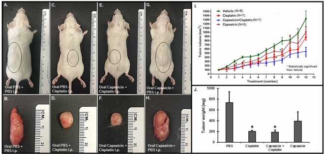 Oral capsaicin pre-treatment does not affect cisplatin’s chemotherapeutic ability in the SCID mouse xenograft model. We injected twenty seven SCID mice with UMSCC-10b cells (1 × 106 cells) subcutaneously and divided them into four treatment groups: Oral PBS + PBS (i.p, 1 ml) (n = 8), cisplatin (2 mg/kg, i.p) (n = 7), oral capsaicin (0.5 mg/kg) + cisplatin (2 mg/kg, i.p) (n = 7) and oral capsaicin alone (n = 5). We administered drugs by oral gavage and/or i.p injections every other day (three times a week, once the tumors were palpable, until the end of the study. We monitored tumor growth closely. Oral capsaicin + Cisplatin and the cisplatin treated mice showed suppressed tumor size (C–F and I) and weight (J). Capsaicin treatment alone decreased tumor size and weight, but not significantly. We show representative images of the tumor bearing mice and excised tumors at the end of the study from each group in (A–H). Line graphs and histograms in (I,J) represent mean ± SEM from each treatment group. Asterisk (*) indicates statistically significant difference (p < 0.05) from vehicle-treated mice.