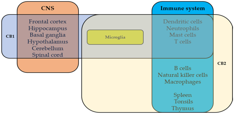 The expression of CB1R and CB2R in nervous and immune systems.