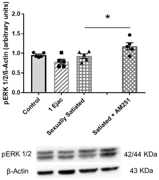 Involvement of eCBs in the changes in pERK 1/2 expression in the VTA of sexually satiated rats. Western blot analysis showing changes in pERK1/2 expression in the VTA of control sexually experienced unmated rats (Control), males that ejaculated once (1 Ejac) or copulated to satiety (Sexually satiated) 24 h earlier, and of rats that copulated to satiety in the presence of the CB1R antagonist AM251 (Satiated + AM251). Differences among untreated groups with different sexual conditions were determined by means of a one-way ANOVA, n.s. A comparison between the rats that copulated to satiety in the absence or presence of AM251 (Satiated + AM251) was conducted with the unpaired t-test, *P < 0.05. Values are mean ± S.E.M of the protein/β-Actin optical density (O.D.) ratios of 5 rats per group.