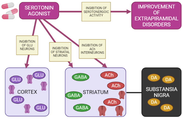 Mechanisms of action of a 5-HT1A agonist in modulating extrapyramidal motility disorders (Adapted from [65], Copyright year 2012, Adv. Biol. Psychiatry). Note: GLU—glutamate; GABA—gamma aminobutyric acid; Ach—acetylcholine; DA—dopamine.
