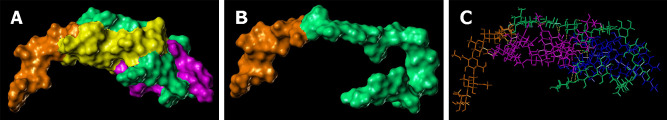 Molecular modelling of interaction between lipopolysaccharide and chitin-glucan. A: Trapping of lipopolysaccharide (LPS) (O antigen moiety colored in yellow and lipid A moiety colored in magenta) by chitin-glucan (CG) (chitin moiety colored in orange and glucan moiety colored in green); B: Folding of CG into a hairpin showing the cavity that hosts LPS in its middle (chitin moiety colored in orange and glucan moiety colored in green); C: Interactions of LPS (O antigen moiety colored in magenta and lipid A moiety colored in blue) with CG (chitin moiety colored in orange and glucan moiety colored in green) via a network of 18 hydrogen bonds (yellow dashed line).