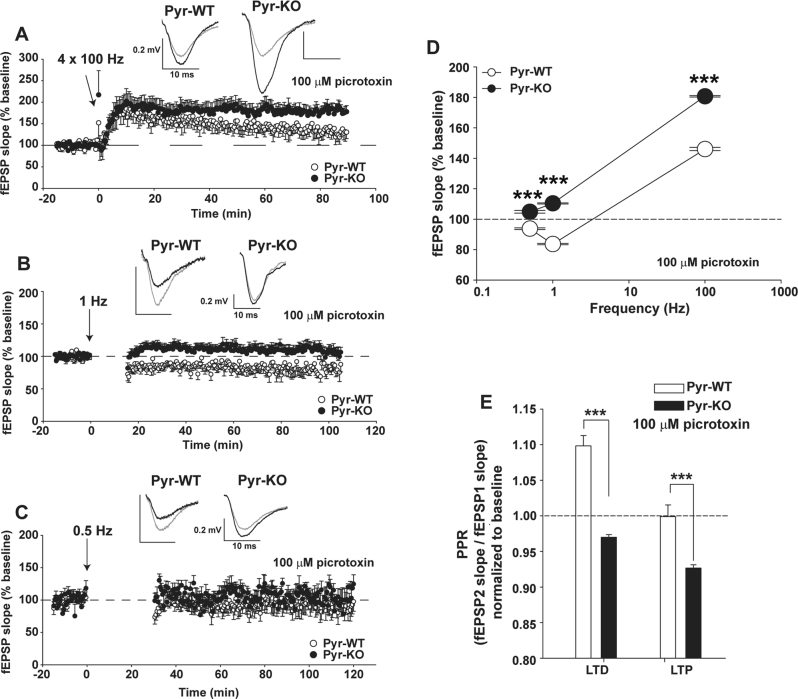 Deficient LTD and increased LTP with conditional deletion of PirB in forebrain excitatory neurons. a LTP at CA3-CA1 synapses in CamKIIa-Cre; PirB + / + (Pyr-WT) vs. CamKIIa-Cre; PirB fl/fl (Pyr-KO) induced with 4 × 100 Hz. Pyr-WT LTP: 146.19 ± 1.3 % (n = 8 slices/5 mice). Pyr-KO LTP: 180.7 ± 1.35 % (n = 8 slices/3 mice); p < 0.001. b LTD induced with 900 pulses at 1 Hz. Pyr-WT LTD: 83.9 ± 0.65 % (n = 12 slices/6 mice) vs. Pyr-KO LTD: 110.4 ± 0.61 % (n = 16 slices/6 mice); p < 0.001. c Same as (b), but LTD induction using 0.5 Hz. Pyr-WT LTD 0.5 Hz: 93.7 ± 1.15 % (n = 9 slices/5 mice) vs. Pyr-KO LTD 0.5 Hz: 104.8 ± 1.08 % (n = 5 slices/3 mice); p < 0.001. d Summary of LTP and LTD vs. the frequency of induction in Pyr-WT vs. Pyr-KO. Absence of LTD in Pyr-KO is evident for a range of frequencies from 0.5 to 400 Hz. e Bar-graphs of average paired-pulse ratios (PPR). Pyr-WT LTD: 1.10 ± 0.01 (n = 12 slices, 6 mice) vs. Pyr-KO LTD: 0.970 ± 0.003 (n = 16 slices, 6 mice); p < 0.001. Pyr-WT LTP: 0.999 ± 0.16 (n = 8 slices, 5 mice) vs. Pyr-KO LTP: 0.927 ± 0.004 (n = 8 slices, 3 mice), p < 0.001, ***p < 0.001. Test: 2-Way RM Anova. Mean values are averages of fEPSP slopes or PPR measured between 20–90 min post-induction. Insets: fEPSP trace examples from Pyr-WT and Pyr-KO slices before (gray line) and after induction (black line) of LTP (a) or LTD (b, c); each trace is average of 30 individual traces taken at baseline or 75–90 min post-induction.