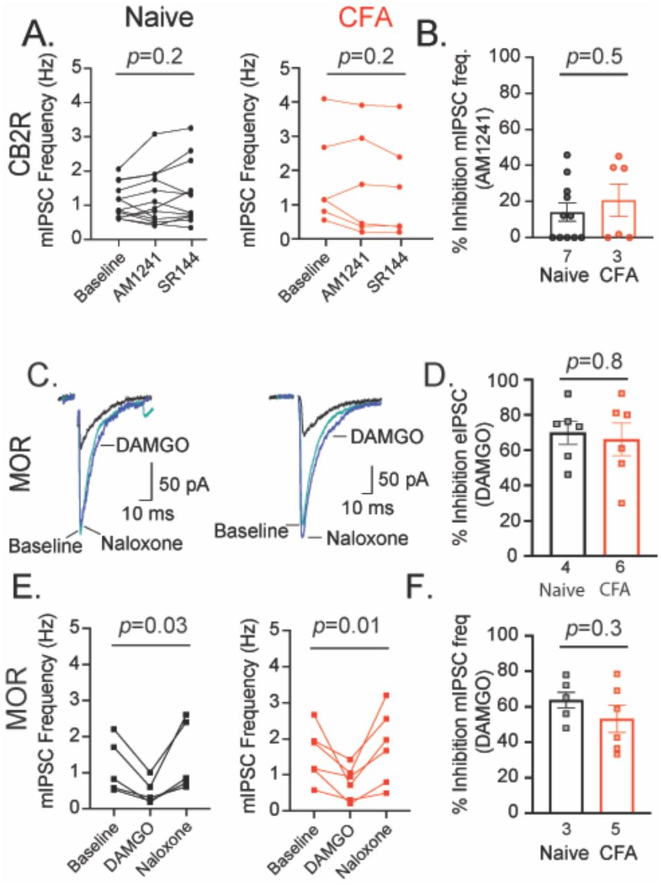 Persistent inflammation does not affect CB2R or MOR suppression of GABA release. (A) spontaneous mIPSC frequency in slices from naïve (black) or CFA-treated (red) animals during baseline, CB2R agonist AM1241 (3 μM) and CB2R antagonist SR144528 (3 μM). (B) mIPSC frequency inhibition by AM1241 (unpaired t-test; t15=0.71; p=0.5). (C) Representative eIPSC traces at baseline (5 μM; teal), DAMGO (1 μM; black) and naloxone (1μM; blue). (D) Percent inhibition of eIPSCs by DAMGO in naïve (black bar) and CFA-treated (red bar) conditions (unpaired t-test, t10= 0.32; p=0.8). (E) spontaneous mIPSC frequency in slices from naïve (black) or CFA-treated (red) animals during baseline, DAMGO (1μM), and naloxone (1μM). (F) mIPSC frequency inhibition by DAMGO (unpaired t-test, t9=1.11; p=0.3). Error bars represent SEM, dots indicate individual recordings and numbers represent the number of rats represented per bar.
