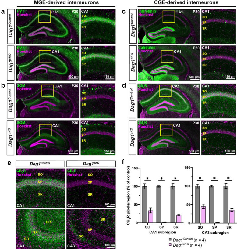 CCK+ interneurons are selectively reduced in mice lacking Dystroglycan from pyramidal neurons. (a-b) Immunostaining for medial ganglionic eminence (MGE)-derived interneuron markers (green) parvalbumin (PV) (a) and somatostatin (SOM) (b) show normal innervation of the hippocampus in P30 Dag1Control and Dag1cKO mice. Insets (yellow boxed regions) show enlarged images of the CA1. (c-d) Immunostaining for caudal ganglionic eminence (CGE)-derived interneuron markers (green) Calretinin (c), and CB1R (d) show normal innervation of Calretinin interneurons in Dag1Control and Dag1cKO mice, whereas CB1R is largely absent from the CA regions of Dag1cKO mice. Insets (yellow boxed regions) show enlarged images of the CA1. (e) Immunostaining for CB1R in hippocampal CA1 (top) and CA3 (bottom) of P30 Dag1Control and Dag1cKO mice. (f) Quantification of CB1R pixels for each CA layer of the CA1 and CA3 shows a significant reduction in CB1R staining in Dag1cKO mice (*P < 0.05, unpaired two-tailed Student’s t-test; n = 4 mice/genotype). Data are presented as mean values ± s.e.m. Data are normalized to Dag1Control signal in each CA layer. CA layers: SO, stratum oriens; SP, stratum pyramidale; SR, stratum radiatum