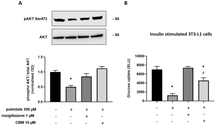 Measurement of protein kinase B (Akt) phosphorylation in differentiated 3T3-L1 cells exposed to sodium palmitate (NaP) in the presence or absence of rosiglitazone and CBM. (A) Upper representative blot showing the band intensity of phospho-(Ser473) and total Akt in differentiated 3T3-L1 cells treated with sodium palmitate 350 µM for 18 h. Lower bar graph showing the quantification of phospho-Akt levels normalized to Akt (total). (B) Levels of glucose uptake expressed as relative luminescence units (RLU) in insulin-stimulated 3T3-L1 cells. Data represent the mean ± SEM of three separate determinations. Datasets were compared by one-way ANOVA followed by Tukey’s test. Differences were considered statistically significant when p ≤ 0.05. The asterisk (*) denotes a p-value ≤ 0.05 vs. vehicle control group (left) or stimulated 3T3-L1 cells with insulin 100 nM (right); the symbol ϕ denotes a p-value ≤ 0.05 vs. rosiglitazone.