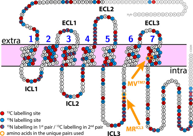Visualization of the unique pairs M237-R238 (MRICL3) and M293-V294 (MVTM7) in CB2. Amino acids that are part of a unique pair are colored in blue and red. The unique pairs used in the present work are highlighted in orange.