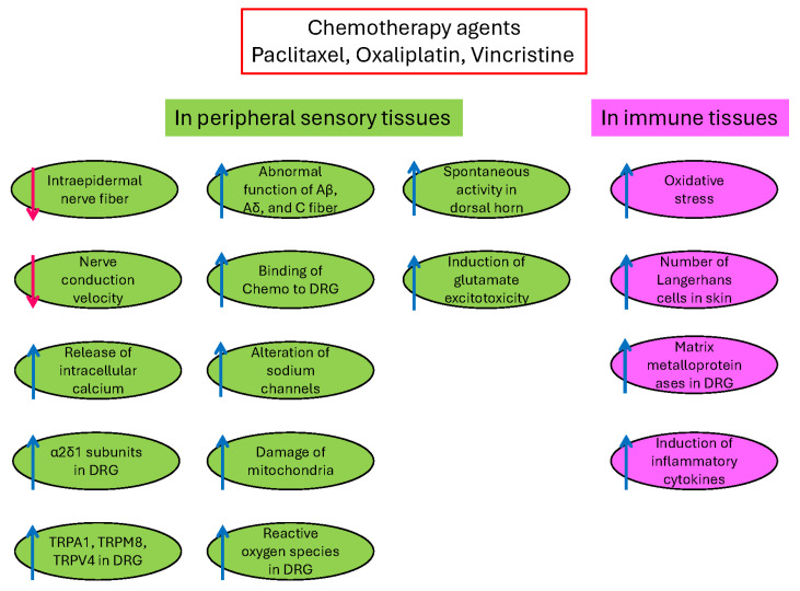 The mechanisms of chemotherapy-induced neuropathic pain (CINP). Chemotherapy agents induce changes in peripheral sensory tissues (left) and immune tissues (right). ↑, increase; ↓, decrease; green, sensory tissues; pink, immune tissues.
