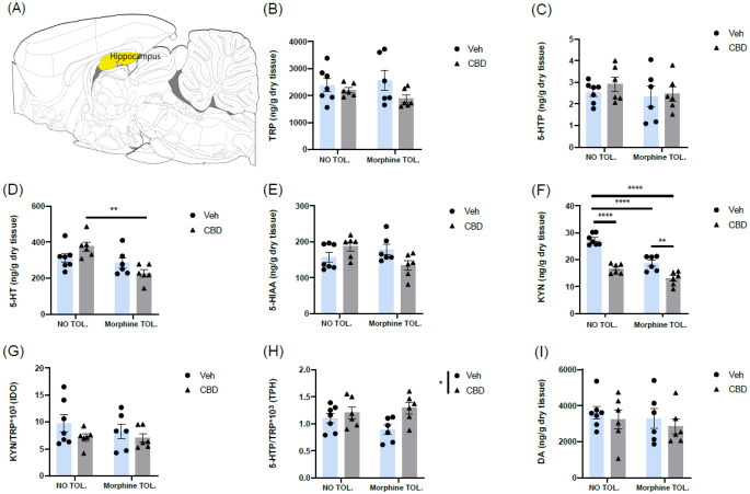 Effects of cannabidiol (CBD) treatment in sciatic nerve injured (SNI) rats tolerant (morphine TOL.) and non-tolerant (NO-TOL.) to morphine on the metabolites of the tryptophan to serotonin and kynurenine pathways and dopamine in the hippocampus: panels show (a) Sagittal section of hippocampus rat brain (coordinate: lateral 0.40 mm), from Paxinos and Watson [31], levels of (b) Tryptophan (TRP), (c) 5-hydroxytryptophan (5-HTP), (d) 5-hydroxytryptamine (5-HT), (e) 5-hydroxyindole acetic acid (5-HIAA), (f) Kynurenine (KYN), (g) 5-HTP/TRP*1000 ratio as a proxy of the activity of the enzyme tryptophan 5-hydroxylase (TPH), (h) KYN/TRP*1000 ratio as a proxy of the activity of the enzyme indoleamine 2,3-dioxygenase (IDO), and (i) Dopamine (DA). Data are presented as mean ± SEM (N = 5–7 rats per group) with individual values indicated by dots (vehicle, veh) or triangles (CBD). **p < 0.01 and ****p < 0.0001, two-way ANOVA followed by Bonferroni post hoc test. # p < 0.05 main effect of morphine tolerance or CBD treatment following two-way ANOVA