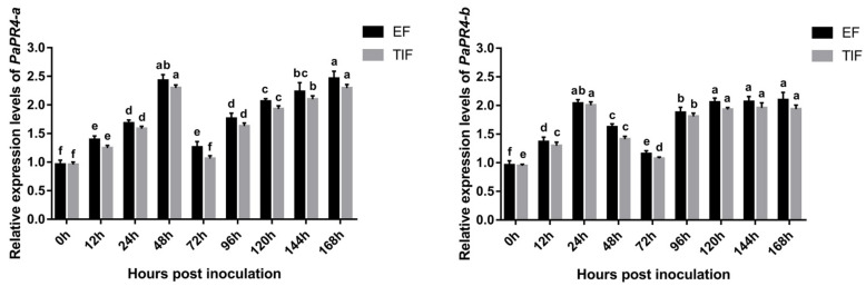 The expression levels of PaPR4-a and PaPR4-b at different durations after the infection of Pi. asperata with Lo. piceae. The relative expression levels represent the normalized mean ± standard deviation (SD) (n = 3 biological replicates). The different letters indicate significant differences between samples determined by the Waller-Duncan test (p < 0.05).