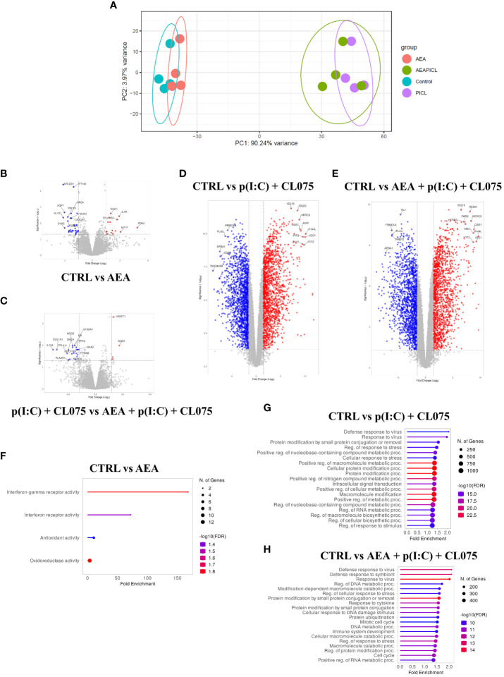 Anandamide treatment alone results in modest changes to transcriptome as determined by RNASeq. Monocytes were cultured in the presence of GM-CSF, TNFα, TGFβ and IL-4 (for 48 hrs) for 5 days to generate moLCs in the presence of 10 µM AEA, vehicle (0.1 v/v% absolute ethanol). Maturation was induced on day 4 by p(I:C) (20 µg/ml) and CL075 (0.5 µg/ml), both applied for 24 hours. The gene expression of vehicle-treated (blue) and AEA-treated moLCs (red) cluster together in PCA, as does that of mature moLCs with, or without AEA co-treatment (green and purple, respectively) (A). A confidence ellipse is drawn for each group with a confidence interval level of 0.95. Volcano plots of RNASeq data with the top 15 most highly changed genes highlighted for each plot. Red dots indicate genes with log10 P>2 and fold change>2, while blue dots indicate genes with -log10 P>2 and fold change<-2, when compared to vehicle-treated control cells (B-D), or to matured cells that did not receive AEA treatment (E). Lollipop graphs of upregulated pathways as determined by Gene Ontology analysis in AEA treated cells compared to vehicle-treated control (F), p(I:C) and CL075, and p(I:C), CL075 and AEA treated cells compared to vehicle-treated control (G and H, respectively). The size of the circle corresponds to the number of induced genes, while the color of the line corresponds to the -log10 of the False Discovery Rate (FDR). AEA, N-arachidonoylethanolamine, anandamide; CL075: TLR7/8 agonist, p(I:C), Polyinosinic:polycytidylic acid, TLR3 agonist.