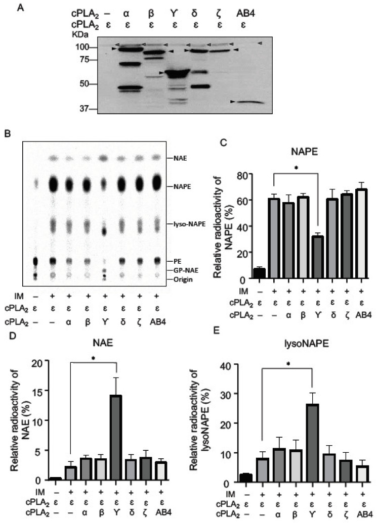 Metabolic labeling with [14C]ethanolamine of the cells co-expressing cPLA2ε and one of the other isoforms. cPLA2ε/Tet-on cells were transfected with the insert-free vector or the expression vector harboring cDNA for the indicated FLAG-tagged cPLA2 isoforms or ABHD4 (AB4). Their expressions were confirmed by Western blotting using anti-FLAG antibody (A). Arrowheads indicate the positions of the deduced molecular mass of each isoform and ABHD4. The cells were labelled with [14C]ethanolamine, followed by the treatment with ionomycin (IM). Total lipids were then analyzed by TLC (B). The positions of the origin and authentic compounds are shown. The relative radioactivities of NAPE (C), NAE (D), and lysoNAPE (E) are shown (mean values ± S.D., n = 3). * p < 0.05.