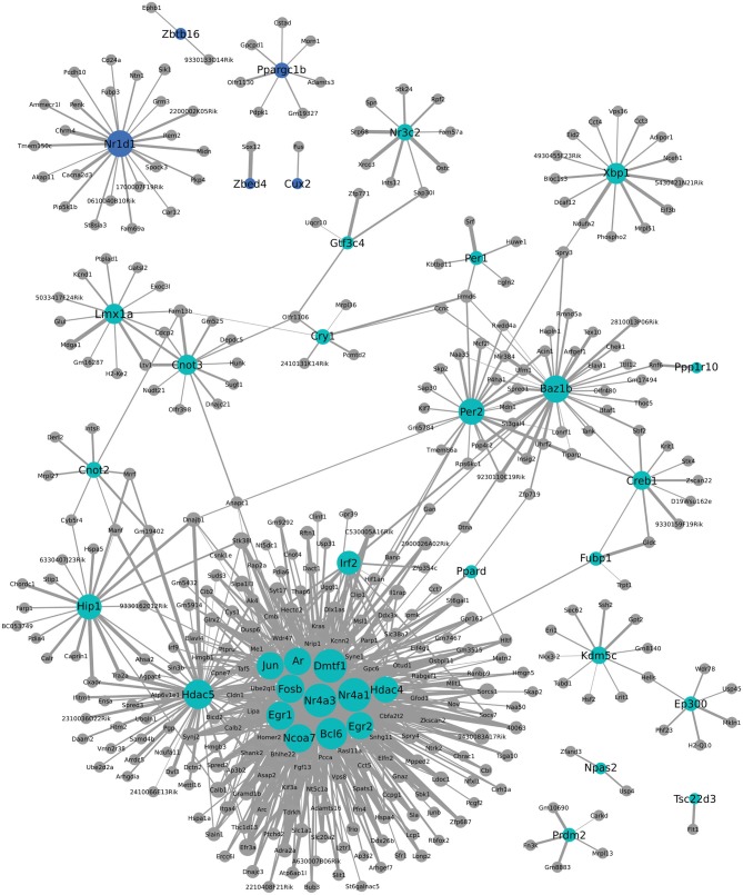 Weighted Gene Coexpression Network Analysis network of transcription factors and genes with highly correlated expression changes in postpartum NAC. Within the gene module identified by WGCNA as having highly correlated expression, transcription factors (light blue or blue circles with black labels) are visualized in relation to other module genes. The significance of the correlation is indicated by the width of the line, with thicker lines reflecting more significant correlation.