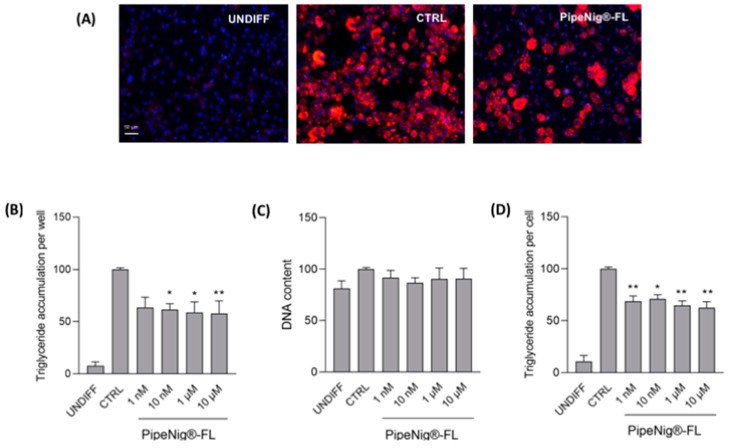 PipeNig®-FL reduces intracellular lipid accumulation in 3T3-L1 cells without altering the cell number. (A) Representative images of AdipoRed (red) and NucBlue (blue) staining of undifferentiated preadipocytes (UNDIFF), differentiated control adipocytes (CTRL) and 10 µM PipeNig®-FL-treated 3T3-L1 adipocytes after 9 days of differentiation. Scale bar 50 µm. (B) Bar graph summarizing AdipoRed staining experiments to assess lipid accumulation on undifferentiated cells, differentiated control and 3T3-L1 adipocytes treated with various concentrations of PipeNig®-FL for 9 days, showing triglyceride accumulation per well. (C) Bar graph summarizing NucBlue staining experiments to assess variations in the number of cells, showing DNA content per well. (D) Bar graph showing triglyceride accumulation per cell, calculated as the ratio of AdipoRed and NucBlue staining. Data in percentage referred to differentiated control condition are represented as the mean ± SEM of three independent experiments. * p < 0.05; ** p < 0.01 vs. control.