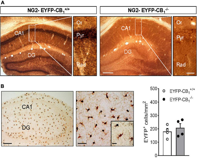 Combined immunogold and immunoperoxidase for CB1 and EYFP in the hippocampus of NG2-EYFP mice. (A) Representative images show pre-embedding silver intensified immunogold labeling of CB1 receptors and immunoperoxidase labeling EYFP in coronal brain sections from NG2-EYFP-CB1+/+ and NG2-EYFP-CB1– /– mice. Intense bands of CB1 receptor immunostaining are observed in the stratum pyramidale and molecular dentate gyrus. Higher magnification images show dense CB1 receptor neuropil labeling throughout CA1 stratum radiatum. The hippocampus of a NG2-EYFP-CB1– /– mice shows no CB1 immunopositive profiles and allows visualization of uniformly distributed DAB+ NG2 cells (white asterisks). (B) Immunoperoxidase labeling of EYFP in the hippocampus of NG2-EYFP±-CB1+/+ mutant mice showing the typical distribution and morphology of NG2 cells in this brain area. Densities of EYFP positive cells in CA1 stratum radiatum were statistically similar between genotypes. CA1, region 1 of cornu ammonis; Or, stratum oriens; Pyr, stratum pyramidale; Rad, stratum radiatum; DG, dentate gyrus. Scale bars: 200 and 25 μm (A); 200, 50, and 25 μm (B).