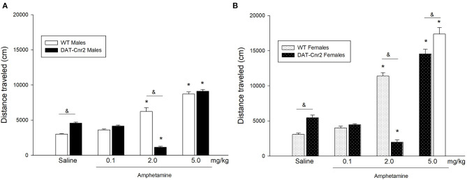 Locomotor activity in adolescent DAT-Cnr2 cKO mice in response to different doses of amphetamine. Distance traveled in 30 min in the open field in response to 0.1, 2.0 and 5.0 mg/kg of amphetamine or its vehicle (saline). The white bars represent the WT and the black bars represent DAT-Cnr2 cKO mice. (A) males and in (B) females. Data are expressed as mean ± SEM (n = 10 mice per group). Three-way ANOVA followed by Tukey post hoc test *p < 0.05 for treatment and &p < 0.05 for genotype.