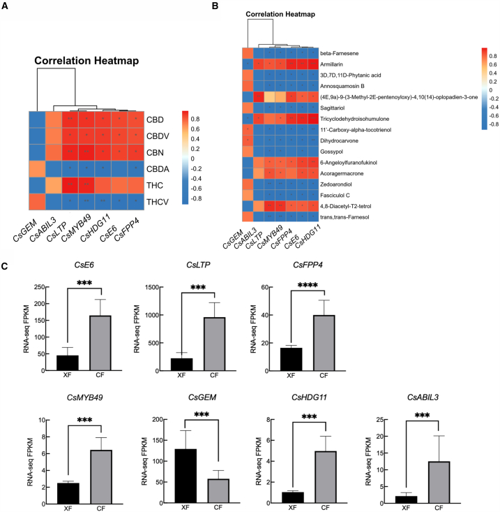 Heat maps of glandular hair genes associated with terpenes and cannabinoids(A) Correlation between glandular hair genes and cannabinoids.(B) Correlation between glandular hair genes and terpenes.(C) Expression of seven glandular trichome genes in female and male flowers. “∗∗∗” indicates significant differences at the p < 0.001 levels. Data are represented as mean ± SEM.