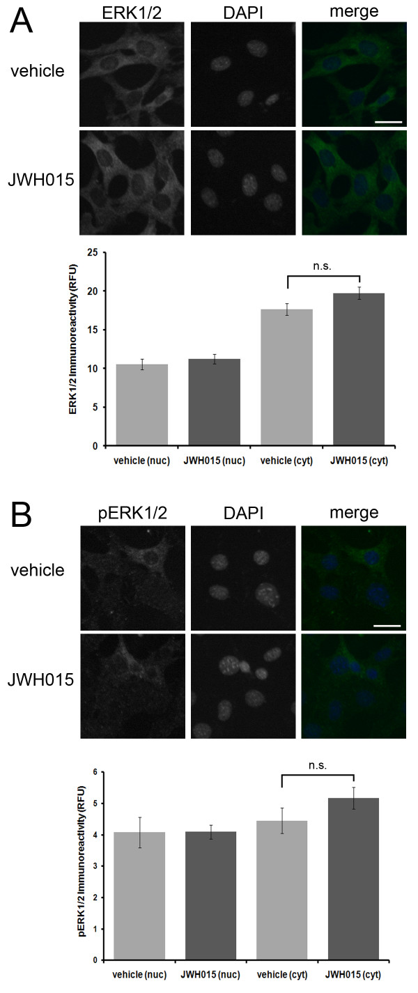 The CB2 agonist JWH-015 has no effect on ERK1/2 or pERK1/2 immunoreactivity in HT22 cells. A brief 60 minute treatment of HT22 cells with the CB2 agonist JWH-015 fails to significantly increase ERK1/2 immunoreactivity (A) or pERK1/2 immunoreactivity (B). In the ERK1/2 immunofluorescence experiment, n equals 54 and 59 cells for vehicle and JWH-015 treatments, respectively. In the pERK1/2 immunofluorescence experiment, n equals 34 and 40 cells for vehicle and JWH-015 treatments, respectively. Significance was determined by a two-sample t-test.