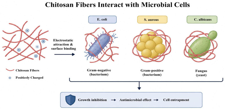 Interaction between chitosan fibers and bacterial cells. Chitosan fibers show strong activity against Gram-positive/negative bacteria and fungi. For bacteria (e.g., S. aureus, E. coli), the mechanism involves surface adsorption and electrostatic interaction: protonated chitosan binds to negatively charged cell surfaces, blocks nutrients, and disrupts membrane permeability. For fungi (e.g., C. albicans), the action is more complex: it disrupts the membrane, chelates trace elements to starve cells, and penetrates to interfere with DNA/protein synthesis (adapted and redrawn from [11]).