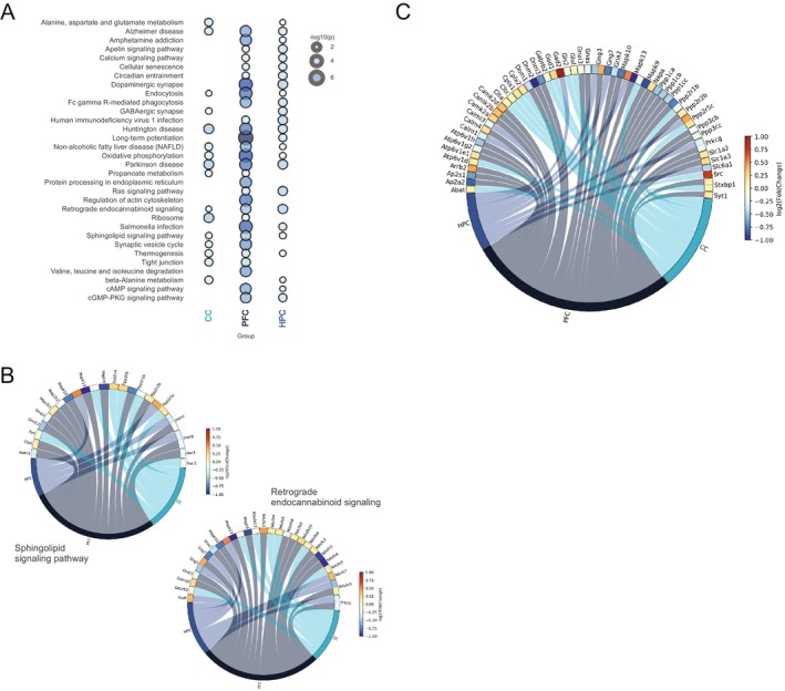 The Top 20 dysregulated KEGG pathways identified through the analysis of differentially expressed proteins in the PFC, CC, and HPC between cuprizone‐exposed animals treated with the inhibitor VPC‐80051 during the remyelination period (CUP + VPC) and those that received the vehicle during the remyelination period (CUP) (A). The Circos plot showcases the differentially expressed proteins in the PFC, CC, and HPC that are related to the sphingolipid signaling pathway, retrograde endocannabinoid signaling pathway (B), and synaptic vesicle, GABAergic, and dopaminergic synapses (C). The Circos plot edge color illustrates the log2 fold‐change, comparing animals exposed to cuprizone followed by remyelination against cuprizone‐exposed animals treated with VPC‐80051 during the remyelination period. N = 3 animals per group.