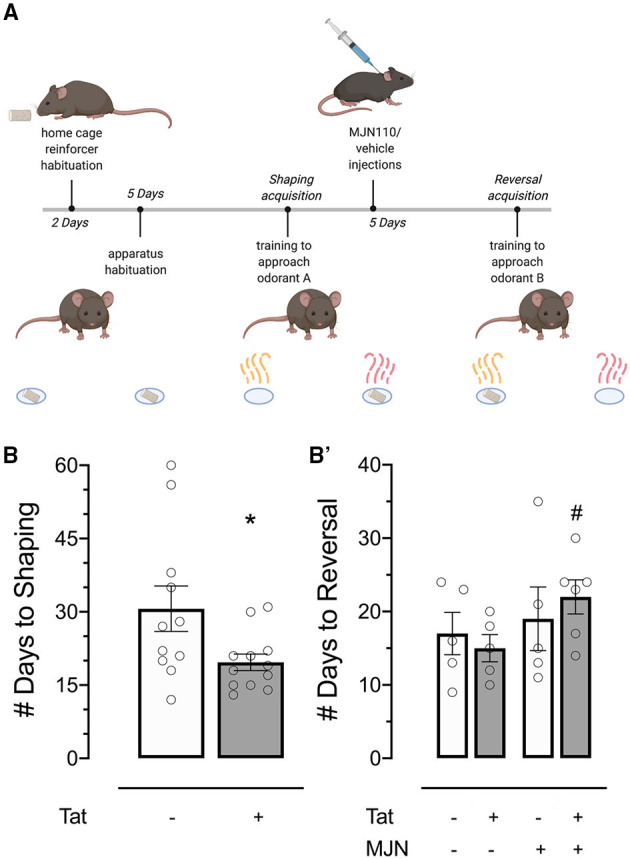 (A) Behavioral timeline schematic for the two-choice Odor Discrimination Flexibility (ODF) task. (B) Tat(+) subjects acquired the shaping task significantly faster than Tat(–) controls. (B') MJN110-treated Tat(+) subjects acquired the reversal task significantly slower than vehicle-treated Tat(+) subjects. Data are mean ± SEM. Statistical significance was determined using ANOVA and Bonferroni correction where applicable. An alpha level of p < 0.05 was considered significant for all statistical tests. *p < 0.05 vs. Tat(–); #p < 0.05 vs. Tat(+)/vehicle.