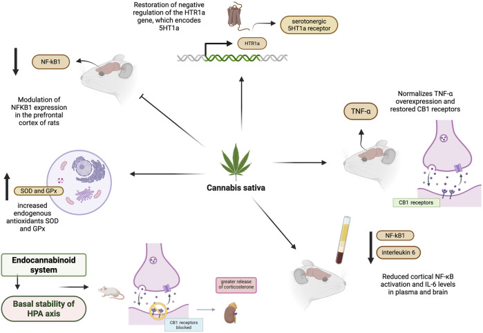 Infographic illustrating the effects of Cannabis sativa on the rat brain, highlighting modulation of NF-kB1, SOD and GPx antioxidants, restoration of HTR1a gene regulation, normalization of TNF-α and CB1 receptors, stabilization of the endocannabinoid system affecting the HPA axis, and reduced cortical NF-kB activation and interleukin six levels.