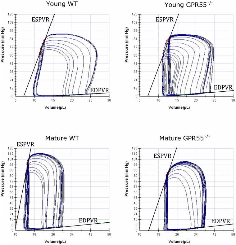 Representative left ventricular pressure volume loops from all experimental groups are included and illustrate the emerging systolic dysfunction (i.e. downward and rightward shift in the ESPVR curve) associated with mature GPR55−/− mice.