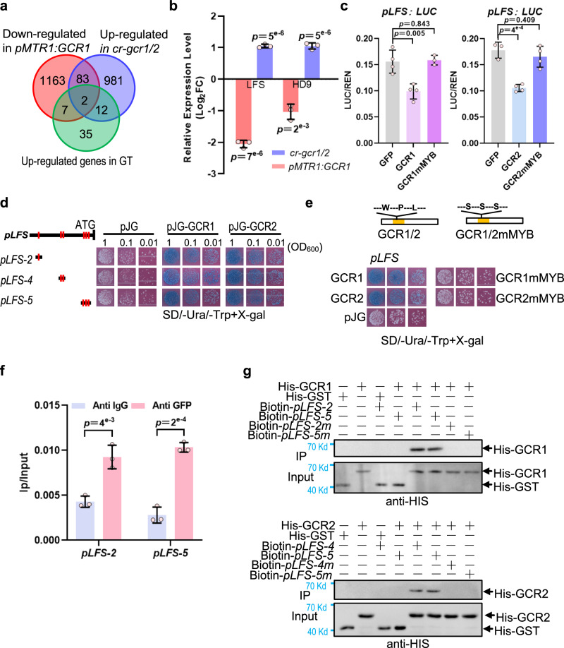 GCR1/2 directly repress the expression of LFS.a Venn diagram showing the overlap of up-regulated transcriptional factors in gland (referred to Supplementary Fig. 1), down-regulated genes in pMTR1: GCR1 and up-regulated genes in cr-gcr1/2. b The relative expression level of LFS and HD9 in pMTR1: GCR1 and cr-gcr1/2 based on the transcriptome data. c LUC assay. GCR1 and GCR2 inhibited the transcriptional activity of LFS promoter and mutation of the MYB domain in GCR1 and GCR2 (GCR1-mMYB, GCR2-mMYB) disrupted the inhibition in tobacco protoplast. d Y1H shows GCR1 and GCR2 bind to the promoter fragments of LFS. The bold black lines represent the promoter sequence of LFS. The red vertical lines indicate motifs (referred to Supplementary Fig. 13). GCR1 binds to LFS promoter fragments pLFS-2, pLFS-4 and pLFS-5 containing motif 1, 6, 7, 8 and 9 (referred to Supplementary Fig. 13). GCR2 interacts with LFS promoter fragments pLFS-4 and pLFS-5. Three cell dilutions for each interaction were presented. e Y1H shows mutation of conserved amino acids in MYB domain of GCR1 and GCR2 abolish the interaction between GCR1/2 and LFS promoter. The black boxes represent the amino acid sequence of GCR1 and GCR2. The yellow boxes show the MYB domains. Three conserved amino acids (Trp, W; Pro, P; Leu, L) in the MYB domain of GCR1 and GCR2 are replaced with serine (S) to construct GCR1mMYB and GCR1mMYB. SD/−2: -Ura/-Trp. Three cell dilutions for each interaction were presented. f The ChIP-qPCR analysis shows the interaction between GCR1 and the promoter of LFS. g Biotin-labelled DNA IP assays show GCR1 interacts with pLFS-2 and pLFS-5 and GCR2 interacts with pLFS-4 and pLFS-5. Mutation motifs of promoter fragments (pLFS-2m, pLFS-4m, pLFS-5m) disrupt the interaction between GCR1/2 and its own promoter fragments. Promoter fragments and mutant fragments labelled with biotin were used as bait and incubated with streptavidin-agarose beads. His-GST protein was used as negative control. Immunoprecipitated proteins were detected by anti-His. Data are shown as mean ± SD (n = 3 (b), 3 ~ 4 (c) and 3 (g) biological replicates). p-values were calculated by unpaired two-sided t-test.