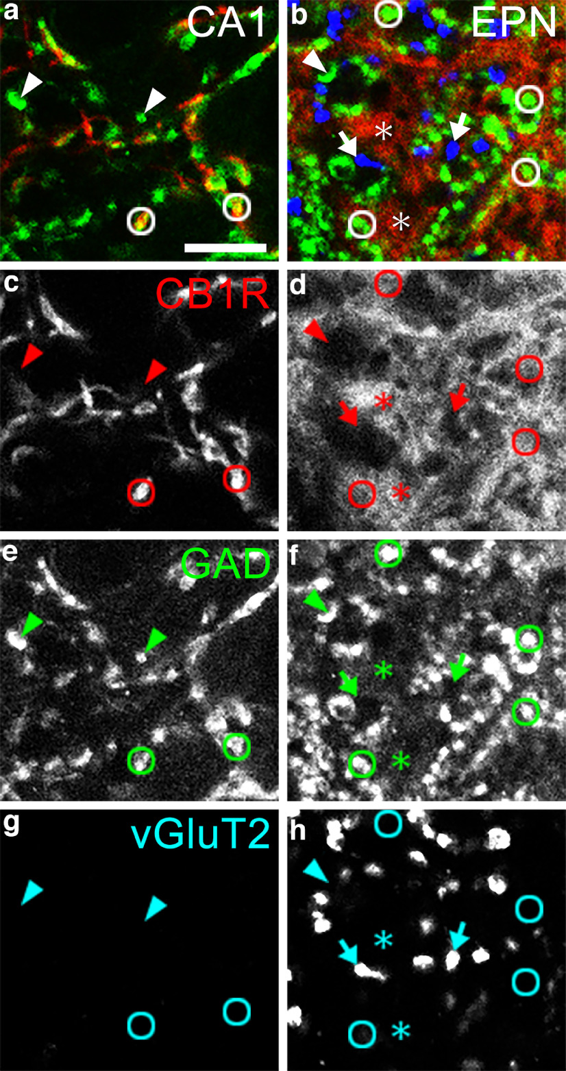 a–h, CLSM images of triple-labeled immunohistochemistry for CB1R, GAD, and vGluT2 in the CA1 region of the hippocampus (a, c, e, g) and lSP/hCB1R-immunoreactive area of the EPN (b, d, f, h). The pseudocolor images (a, b) consist of CB1R (red), GAD (green), and vGluT2 (blue) immunoreactivities, each displayed in the bottom panel (c–h). Circles, arrows, and arrowheads show CB1R/GAD-double positive, vGluT2-only positive, and GAD-only positive boutons, respectively. Asterisks represent the regions showing intense CB1R immunoreactivity outside boutons. Scale bars, 10 μm.