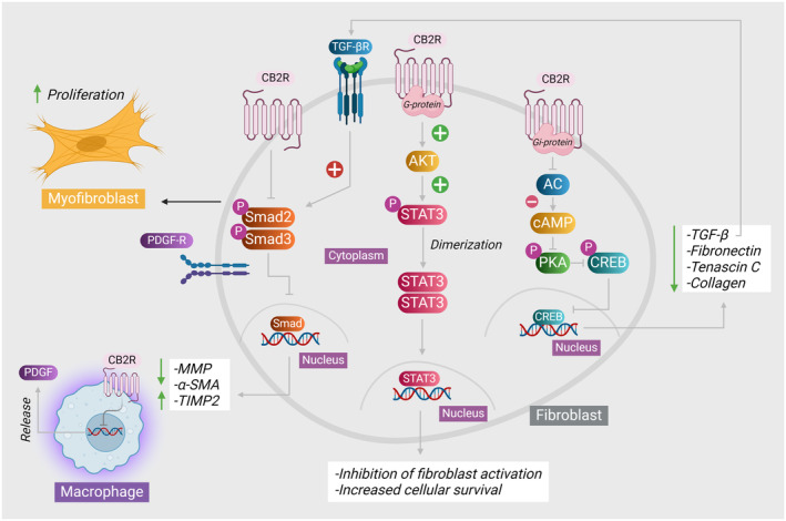 The protective effects of CB2 receptors on fibroblasts. Upon the activation of CB2 receptors following the binding of CB2 agonists, several intracellular pathways can be initiated. As CB2 receptor is a GPCR bound to Gi subunit this leads to the inhibition of AC that in turn leads to a decrease in the intracellular concentration of cyclic adenosine monophosphate (cAMP). Decreased cAMP inhibited the activation and phosphorylation of PKA which in turn inhibits the phosphorylation and nuclear translocation of CREB transcription factor which ultimately inhibits the gene expression of fibrogenic proteins including tumor growth factor‐beta (TGF‐β), fibronectin, collagen, and tenascin C. The decreased production of TGF‐β results in decreased activation of TGF‐βR that positively acts on transducing Smad2 and Smad3 signaling and producing TIMP2 and α‐SMA, and decreased matrix metalloproteinase release. CB2 receptor also directly inhibit the action of Smad2 and Smad3 transcription factors. Besides, CB2 receptor activation increases activation of AKT, which in turn phosphorylates STAT3 transcription factor. Upon phosphorylation, STAT3 induces transcription of protective genes enhancing cellular survival. A side illustration of CB2 receptor expression on macrophages and the ultimate effect of inhibited PDGF production following CB2 receptor activation. AC, adenylyl cyclase; AKT, protein kinase B; cAMP, adenosine 3′;5′‐cyclic monophosphate; CREB, cAMP response element‐binding protein; PDGF, platelet‐derived growth factor; PKA, protein kinase A; Smad, suppressor of mothers against decapentaplegic; STAT3, signal transducer and activator of transcription 3.