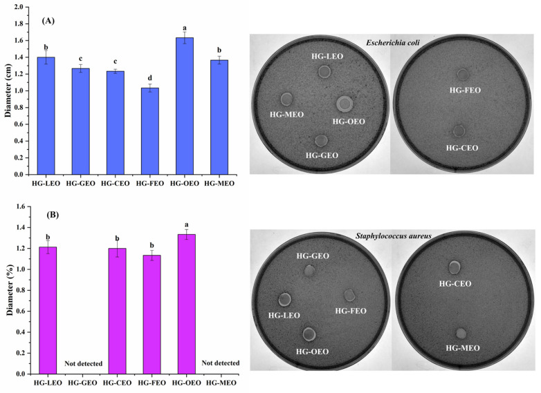 Antibacterial activity ((A): Escherichia coli; (B): Staphylococcus aureus) of essential oil-encapsulated hemp protein isolate (HPI)–gallic acid conjugates. HG: conjugates of hemp protein isolate and gallic acid; LEO: essential oil from lemon; GEO: essential oil from grapefruit; CEO: essential oil from camellia; FEO: essential oil from fragrans; OEO: essential oil from oregano; MEO: essential oil from mustard. Superscripts with different letters in the same pattern are significantly different (p < 0.05).