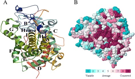 Homology model and functional region prediction of CYP4X1. (A) Ribbon schematic representations of the homology model of CYP4X1. Major helices are labeled. (B) Identification functional region of CYP4X1 using ConSurf. The colour-coding bar shows the colouring scheme. Conserved amino acids are coloured bordeaux, residues with average conservation by white, and variable amino acids by turquoise.