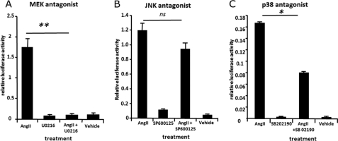 ECR1(C) activity is controlled by MEK/p38 kinase signaling in hypothalamic neurons. Primary rat hypothalamic neurons were cultured for 3 days and then transfected with a pECR1(C) construct and treated with angiotensin II (AngII, 10 μm) in the presence/absence of MEK kinase inhibitor (U0216, 1 μm) (A), JNK II inhibitor (SP600125, 50 nm) (B), or p38 kinase inhibitor (SB 202190, 10 μm) (C). The control is the pECR1(C) construct treated with a respective vehicle. Cells were incubated with treatment for 24 h and then assayed for luciferase activity. Cells were lysed, and a relative luciferase measurement was determined and normalized to an internal Renilla luciferase control (pRL-CMV). ns = not significant, *, p = ≤ 0.05, **, p = ≤ 0.01.