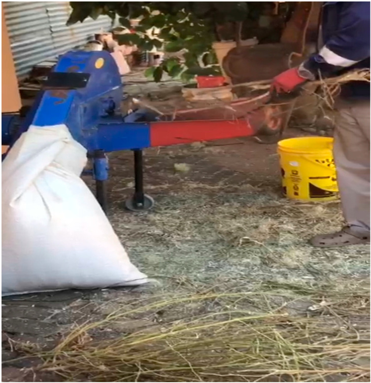 Grinding sun-dried Cannabis for ruminants’ feeds with a hammer mill in Limpopo Province, Mankweng municipality (Matsena S.D., July 2023).