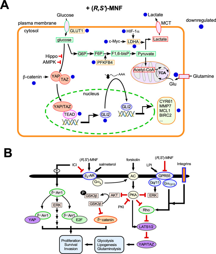 (R,S′)-MNF blocks the growth of PANC-1 xenograft tumors in mice. (A) YAP/TAZ is regulated by the canonical Hippo pathway, AMPK-dependent phosphorylation, and the β-catenin destruction complex. YAP/TAZ translocation to the nucleus and interaction with TEAD transcription factors induces target genes such as GLI2, which encodes a transcription factor that controls the expression of several genes implicated in tumorigenesis (e.g., CYR61, MMP7, MCL1, BIRC2). Administration of (R,S′)-MNF led to significant downregulation in the expression of the indicated protein-encoded genes. Inhibition of the glycolytic pathway combined with reduced expression of LHDA, caused by the downregulation of c-Myc and HIF-1α gene and protein levels, negatively impacts the production of l-lactate by the tumor and its release into the circulation. Inhibition of glutamine uptake and its conversion to glutamate has a negative impact on the production of metabolic intermediates within the TCA cycle for mitochondrial ATP production. (B) Bitopic function of (R,S′)-MNF contributes to its anti-tumor activity. (R,S′)-MNF is a biased agonist of the β2-AR by promoting its coupling to the Gαs/adenylate cyclase (AC)/cAMP/PKA signal transduction, while preventing the recruitment and activation of β-arrestin 1, a critical regulator of tumorigenesis through ERK activation and formation of protein complexes with YAP and E2F transcription factors. The selective β2-AR antagonist, ICI 118551, inhibits salmeterol-stimulated cAMP production and associated PKA activity, while promoting basal β-arrestin 1 function. PKA blocks AKT- and ERK-mediated phosphorylation of target proteins and enhances LATS-dependent inhibition of YAP/TAZ pro-tumorigenic activity. LATS1/2 is activated by PKA, but inactivated by mechanical cues (e.g., integrin engagement) and GPCR-RhoA-mediated F-actin. Binding of the bioactive lipid, lysophosphatidylinositol (LPI), to GPR55 activates signaling cascades implicated in cell proliferation, invasion and survival through coupling to Gαq/11 and Gα12/13. Binding of (R,S′)-MNF to GPR55 directly inhibits its function. The illustrations were created using Canvas X Draw v.7.0.2 for macOS (Canvas GFX, Boston, MA).