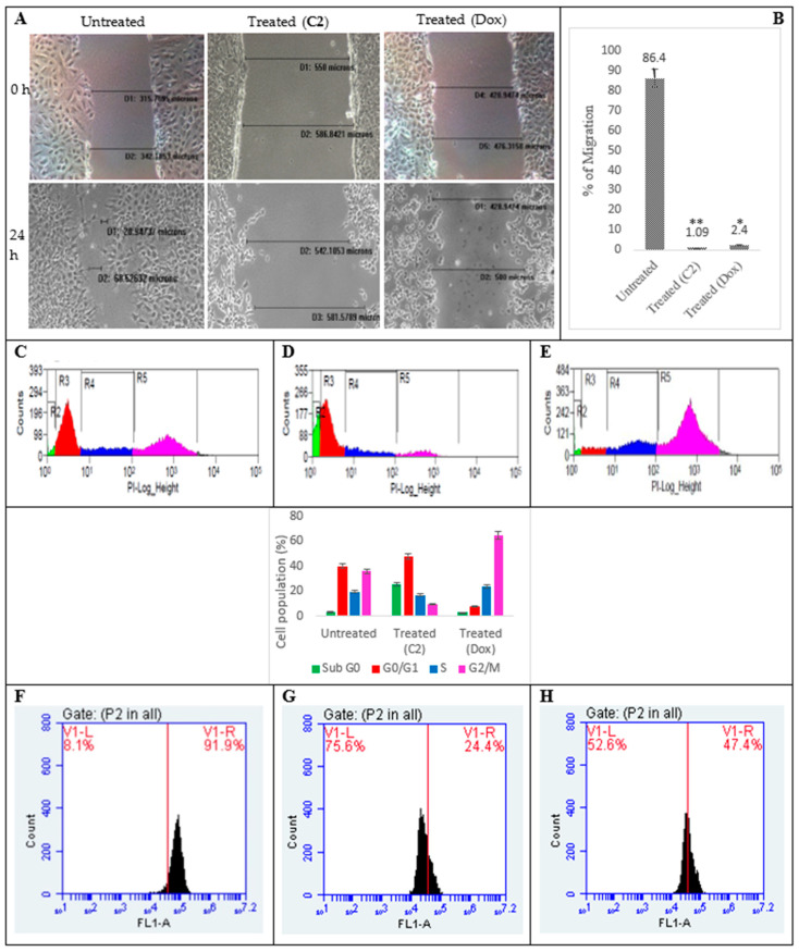C2/Doxorubicin-treated (A) PA1 cell migration was inhibited (gap filling compared for 0 and 24 h and the percentages are given at 24 h: 1.09 and 2.4%, respectively) compared to their untreated controls (86.4%), showing their anti-invasive properties (B) [* p < 0.05, ** p ˂ 0.005]. The cells accumulated at G0/G1 phase for the C2-treated groups (D) and at G2/M for doxorubicin (E) compared to their untreated controls where cells were distributed across all phases (C) (color code: green—G0; red—G0/G1; blue—S; and pink—G2/M phase). Clear MMP depolarization was seen in C2-treated PA1 cells (75.6%) (G) from the untreated controls (8.1%) (F). (E,H) correspond to doxorubicin-treated positive controls.