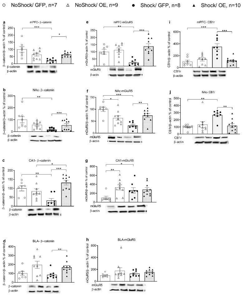β-catenin, mGluR5, and CB1 receptors regulation by overexpressing nucleus accumbens (NAc) β-catenin in rats exposed to shock and reminders. β-catenin expression (a–d): The Shock/GFP (green fluorescent protein) group demonstrated a significant decrease in β-catenin levels compared with NoShock/GFP and Shock/OE (overexpression) groups in the medial prefrontal cortex (mPFC) (a), nucleus accumbens (NAc) (b), and CA1. Additionally, in the CA1, the Shock/OE group demonstrated increased expression compared to the NoShock/OE group (c); in the basolateral amygdala (BLA), the Shock/OE group demonstrated increased expression compared to the Shock/GFP group (d). Metabotropic glutamate receptor subtype 5 (mGluR5) expression (e–h): The Shock/GFP group demonstrated a significant decrease in mGluR5 levels compared with the NoShock/GFP and Shock/OE groups in the mPFC (e) and NAc. Additionally, in the NAc, the NoShock/GFP group demonstrated increased expression compared with the NoShock/OE group (f); in the CA1, the NoShock/GFP group demonstrated decreased expression of mGluR5 compared to the NoShock/OE and Shock/GFP groups (g); in the BLA, no significant differences in mGluR5 levels were observed (h). Cannabinoid receptor type 1 (CB1r) expression (i,j): the Shock/GFP group demonstrated increased levels of CB1r compared with the NoShock/GFP and Shock/OE groups in the mPFC (i); and NAc (j) (data is shown as mean ± sem; *, p < 0.05; **, p < 0.01; ***, p < 0.001).