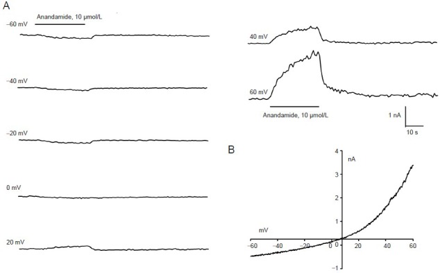 Anandamide-evoked currents in rat trigeminal ganglion neurons.(A) Typical traces of 10 µmol/L anandamide-induced currents at different holding potentials (−60 to 60 mV) applied to a neuron. Bar indicates duration of stimulus. (B) Current-voltage relationship of 10 µmol/L anandamide-induced currents at different holding potentials. s: Second.