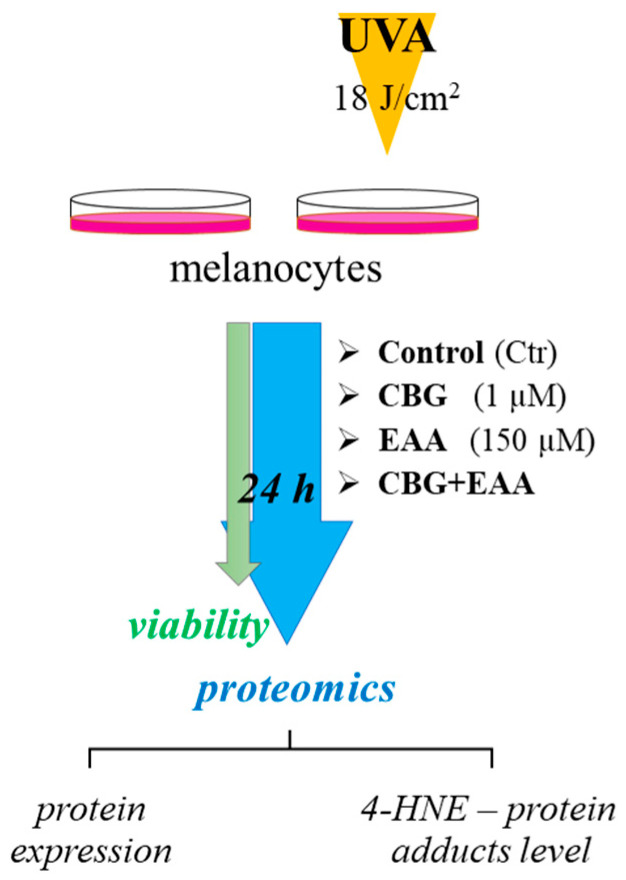Scheme of the experiment conducted on UVA (18 J/cm2) irradiated melanocytes treated for 24 h with cannabigerol (CBG, 1 µM) or/and 3-O-ethyl ascorbic acid (EAA, 150 µM) in vitro in 100 mm plastic adherent culture plate.