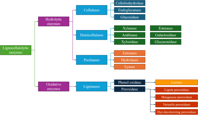 The key enzymes involved in the lignocellulosic degradation process