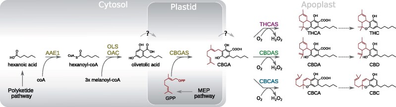 Cannabinoid biosynthesis pathway. Dotted arrows indicate nonenzymatic decarboxylations; solid arrows indicate enzymatic reactions; enzyme names are shown in blue, while resulting compounds are shown in black. Compound (sub)structures depicted in red signify those that represent a single unit of GPP. AAE1, acyl-activating enzyme 1; CBC, cannabichromene; CBCA(S),cannabichromenic acid (synthase); CBD, cannabidiol; CBDA(S), cannabidiolic acid (synthase); CBGA(S),cannabigerolic acid (synthase); GPP(S), geranyl-pyrophosphate (synthase); MEP, methylerythritol phosphate; OAC, olivetolic acid cyclase; OLS, olivetol synthase; THC, tetrahydrocannabinol; THCA(S), tetrahydrocannabinolic acid (synthase).