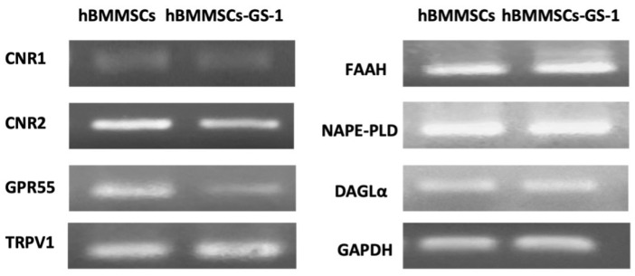 Gene expression of ES components (i.e., CNR1, CNR2, GPR55, TRPV1, FAAH, NAPE-PLD, and DAGLα) in hBMMSC and hBMMSC-GS-1 lines. GAPDH was used as a housekeeping gene.