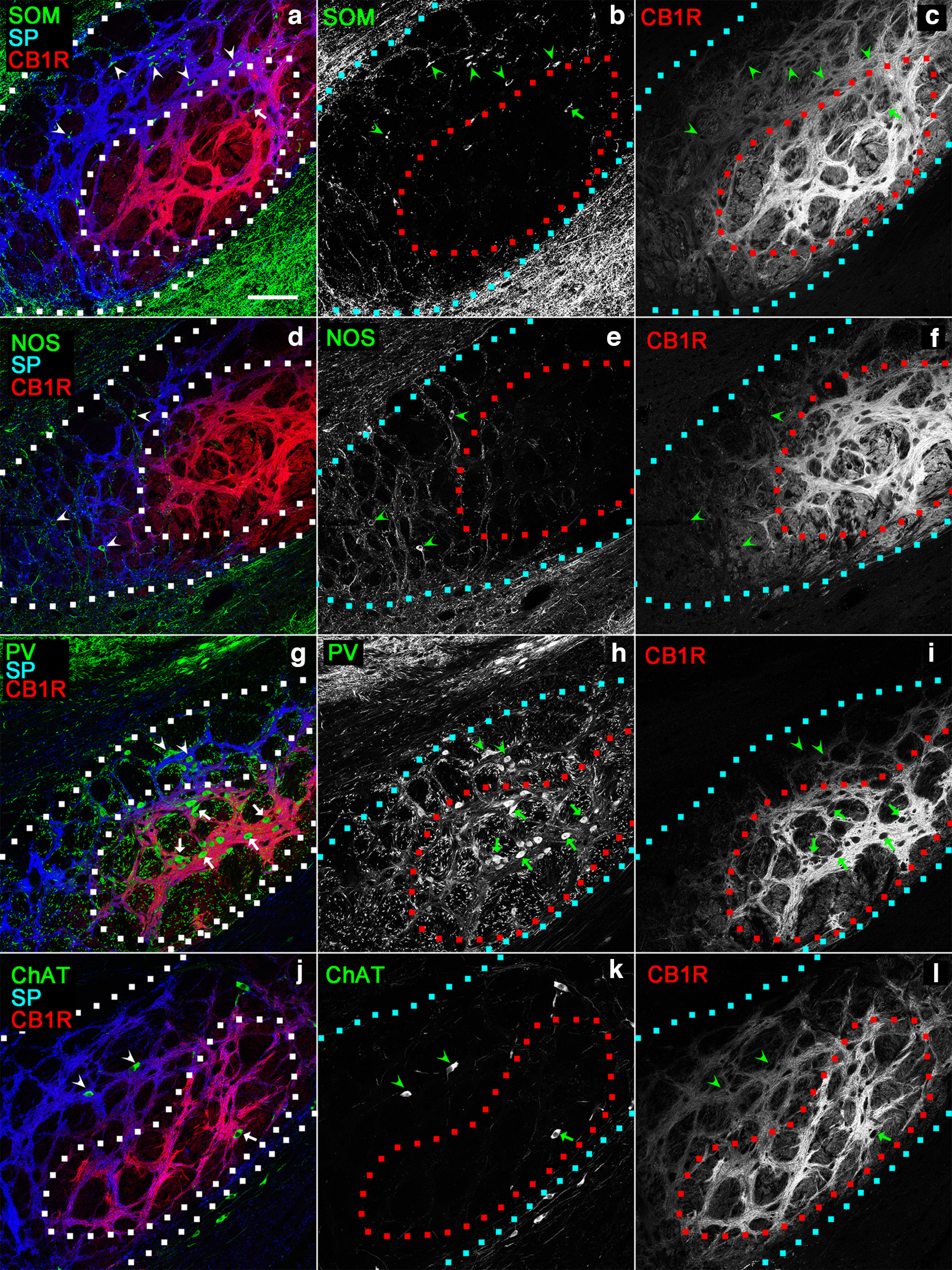 Distributions of the four types of neurons in the cEPN. The compositions of pseudocolor images, symbols, and dashed lines are as in Figure 6. Scale bar, 100 μm.