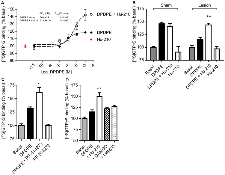 DOR activity is enhanced in the presence of CB1R ligands in cortical membranes from lesioned animals. A, Membranes from cortices of lesioned animals were treated with 10 pM – 10 µM DPDPE in the absence of presence of 1 pM Hu-210, or with 1 pM Hu-210 alone for 1.5 hours. [35S]GTPγS binding to membranes was detected using a scintillation counter. Basal [35S]GTPγS binding in vehicle treated membranes is taken as 100%. Data represent Mean ± SEM (n = 3 individual animals in triplicate). Statistically significant differences between 10 µM DPDPE alone and 10 µM DPDPE+1 pM Hu-210 are indicated ***, p<0.001, (t test). B, Membranes from cortices of sham and lesioned animals were treated with 10 µM DPDPE in the absence of presence of 1 pM Hu-210, or with 1 pM Hu-210 alone for 1.5 hours. [35S]GTPγS binding to membranes was detected using a scintillation counter. Basal [35S]GTPγS binding in vehicle treated membranes is taken as 100%. Data represent Mean ± SEM (n = 4 individual animals in triplicate). Statistically significant differences between 10 µM DPDPE alone and 10 µM DPDPE+1 pM Hu-210 are indicated **, p<0.01, (t test). C, Membranes from cortices of lesioned animals were treated with 10 µM DPDPE in the absence of presence of 1 µM PF-514273, or with 1 µM PF-514273 alone for 1.5 hours. [35S]GTPγS binding to membranes was detected using a scintillation counter. Basal [35S]GTPγS binding in vehicle treated membranes is taken as 100%. Data represent Mean ± SEM (n = 3 individual animals in triplicate). Statistically significant differences between 10 µM DPDPE alone and 10 µM DPDPE+1 µM PF-514273 are indicated *, p<0.05, (t test). D, Membranes from cortices of lesioned animals were treated with 10 µM DPDPE in the absence of presence of 1 pM Hu-210, or 10 nM DAMGO or 10 nM U69593 for 1.5 hours. [35S]GTPγS binding to membranes was detected using a scintillation counter. Basal [35S]GTPγS binding in vehicle treated membranes is taken as 100%. Data represent Mean ± SEM (n = 3 individual animals in triplicate). Statistically significant differences between 10 µM DPDPE and 10 µM DPDPE+ligand are indicated **, p<0.01, (t test).